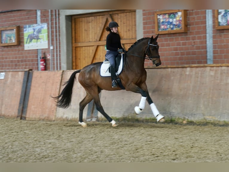 Hanovrien Hongre 3 Ans 176 cm Bai in Paderborn Hanovrien Hongre 3 Ans 176 cm Bai in Paderborn