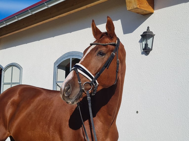 Hanovrien Hongre 3 Ans 178 cm Alezan in Westerheim