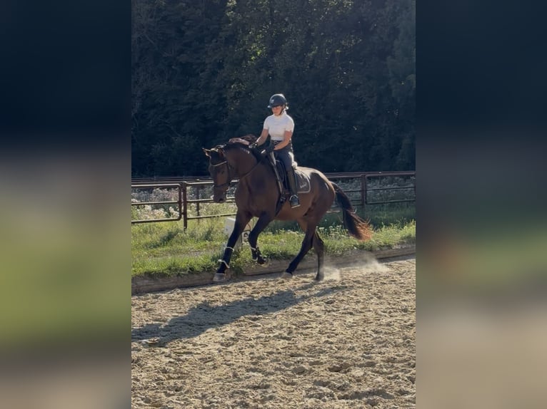 Hanovrien Hongre 3 Ans 178 cm Bai in Rosdorf