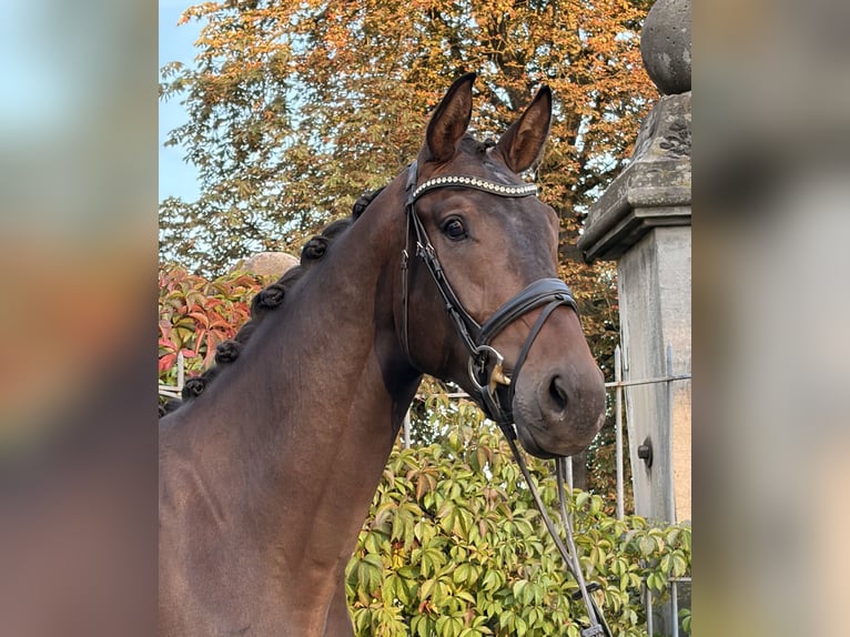 Hanovrien Hongre 3 Ans 178 cm Bai in Rosdorf