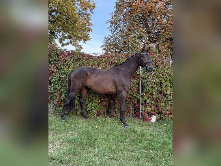 Hanovrien Hongre 3 Ans 178 cm Bai in Rosdorf