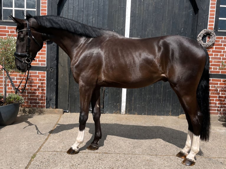 Hanovrien Hongre 3 Ans 180 cm Noir in Coesfeld