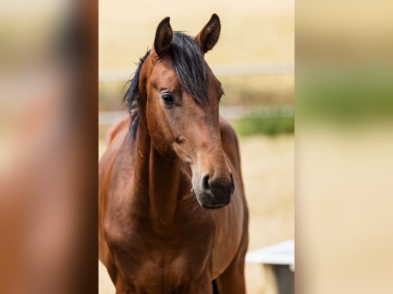 Hanovrien Hongre 3 Ans Bai cerise in Duszniki