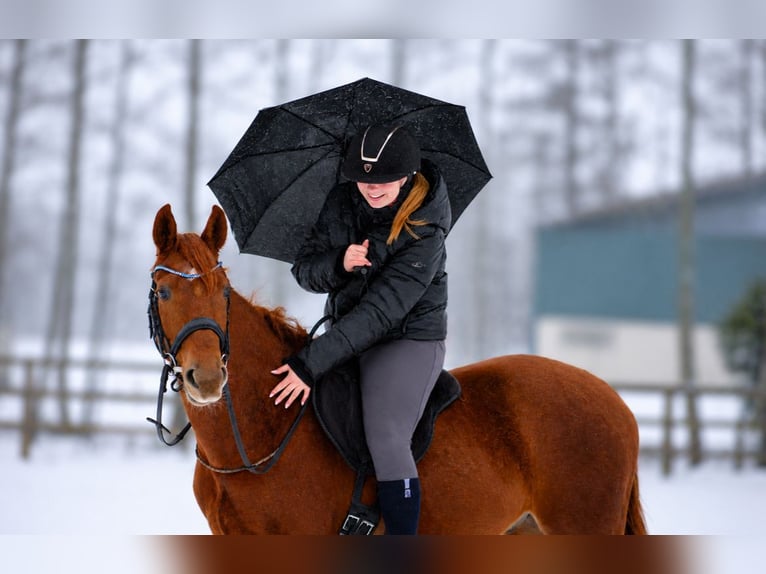 Hanovrien Hongre 4 Ans 158 cm Alezan in Fürstenau