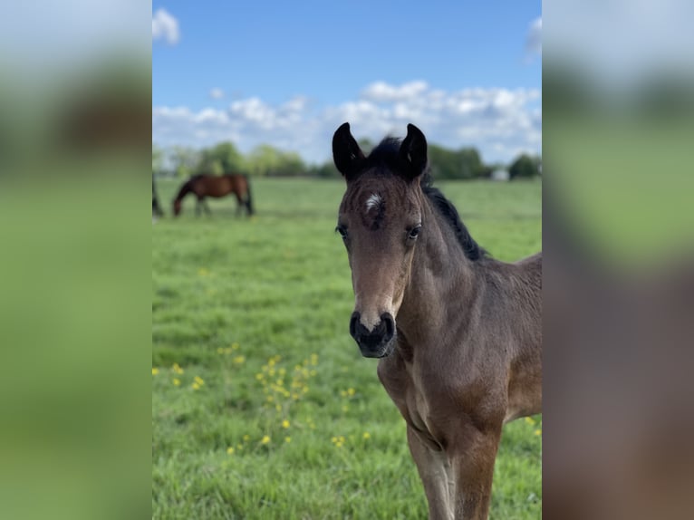 Hanovrien Hongre 4 Ans 158 cm Bai brun foncé in Nordenham