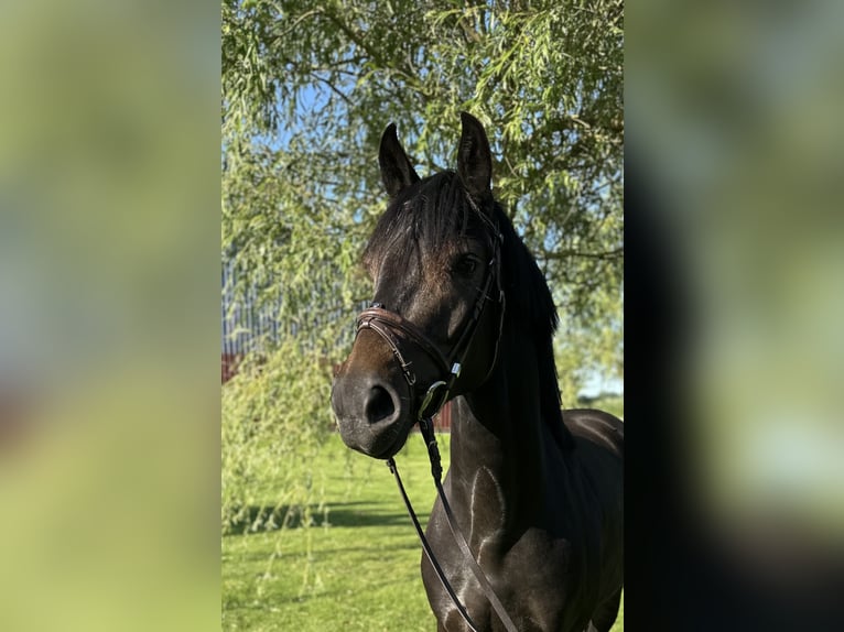 Hanovrien Hongre 4 Ans 158 cm Bai brun foncé in Nordenham