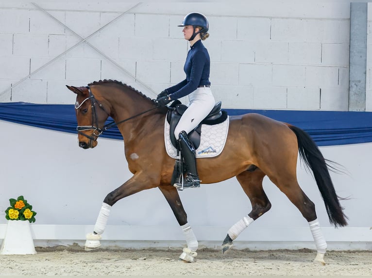Hanovrien Hongre 4 Ans 159 cm Bai in Marsberg