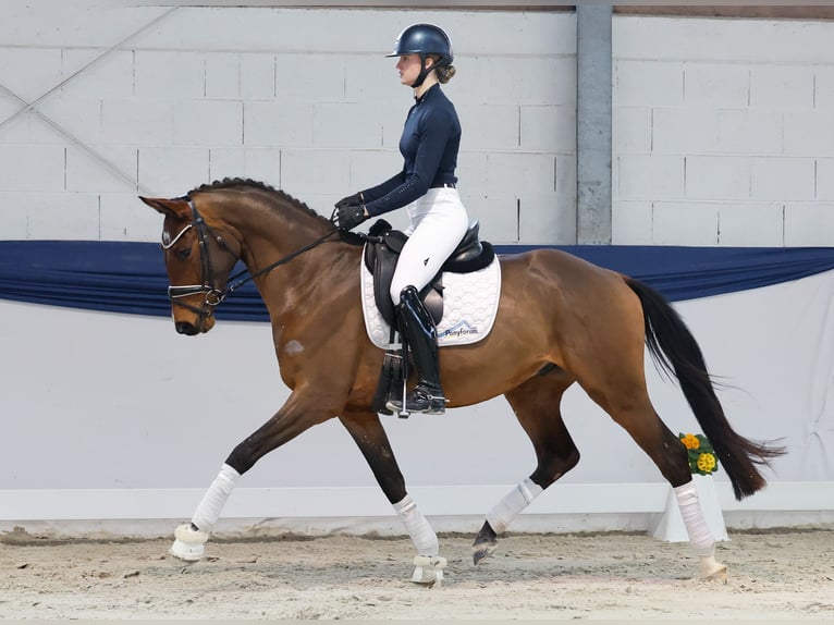 Hanovrien Hongre 4 Ans 159 cm Bai in Marsberg