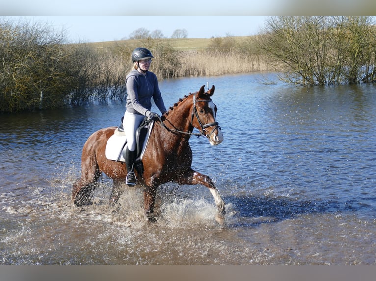 Hanovrien Hongre 4 Ans 160 cm Alezan in Ganschow