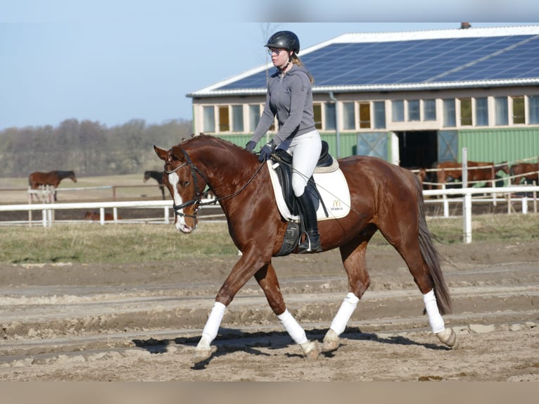 Hanovrien Hongre 4 Ans 160 cm Alezan in Ganschow