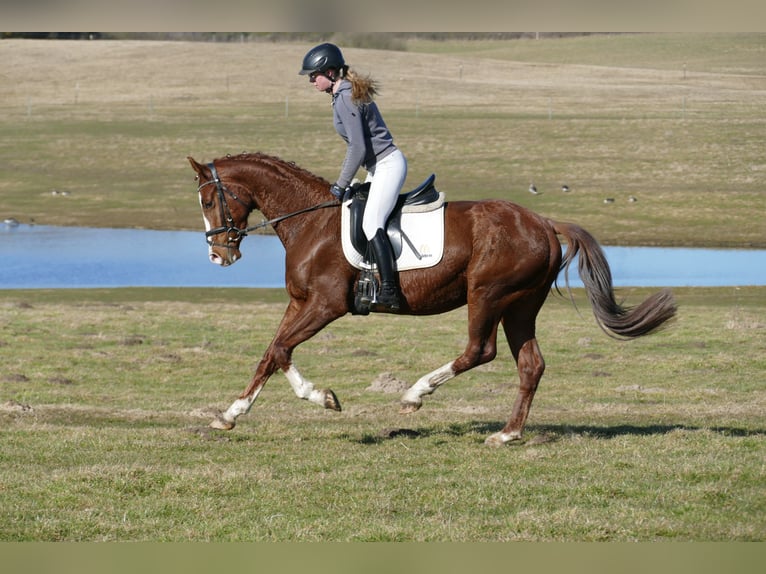 Hanovrien Hongre 4 Ans 160 cm Alezan in Ganschow