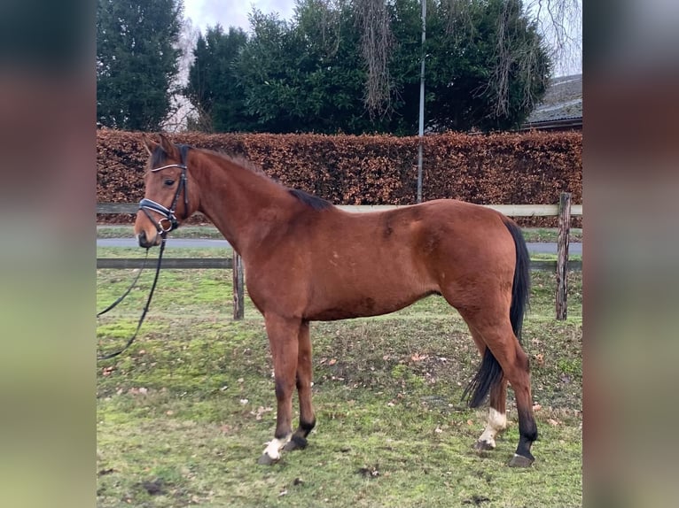 Hanovrien Hongre 4 Ans 160 cm Bai in Breddorf