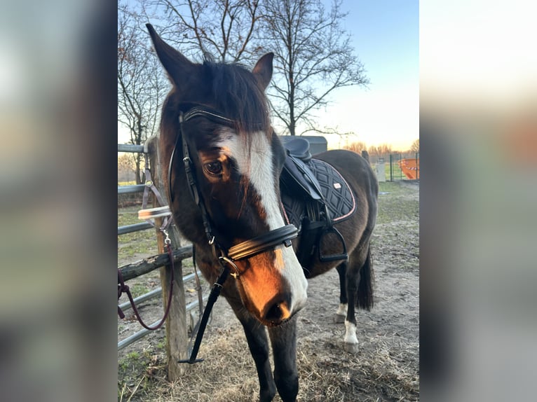 Hanovrien Hongre 4 Ans 160 cm in Altdöbern
