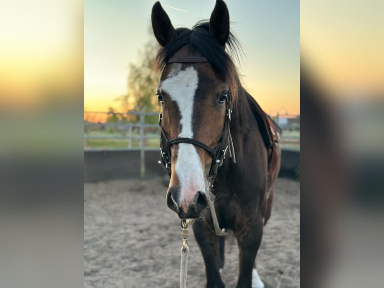 Hanovrien Hongre 4 Ans 160 cm in Altdöbern
