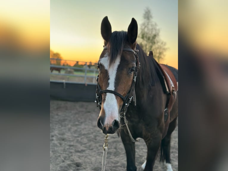Hanovrien Hongre 4 Ans 160 cm in Altdöbern