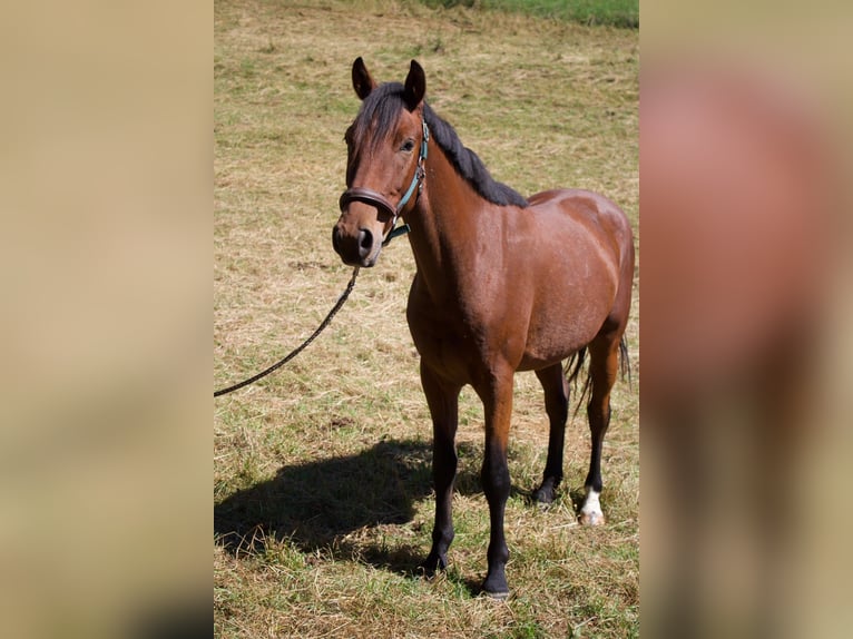 Hanovrien Hongre 4 Ans 161 cm Bai in Geroldsgrün
