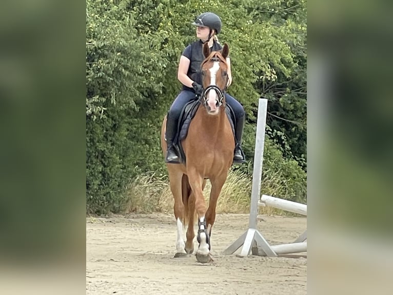 Hanovrien Hongre 4 Ans 162 cm Alezan in Gronau (Leine)
