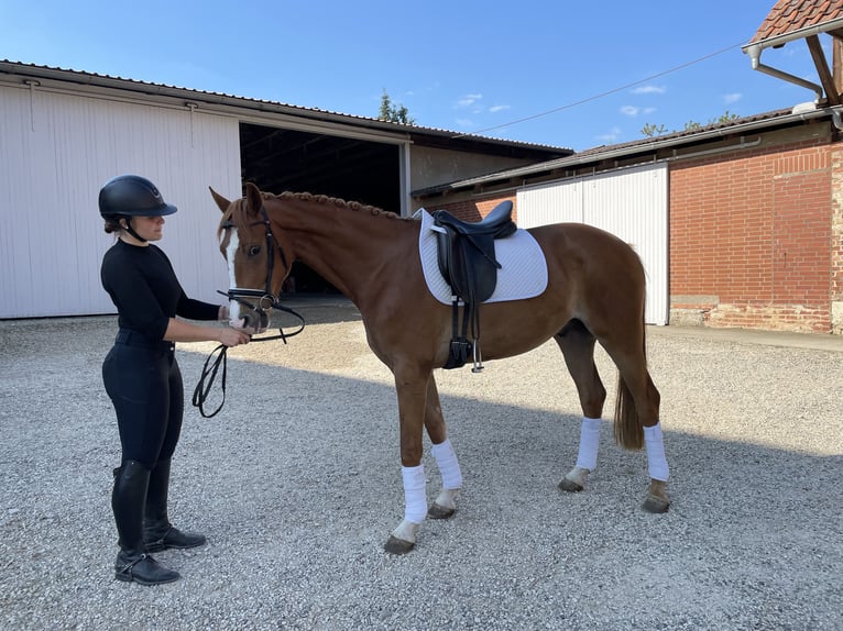 Hanovrien Hongre 4 Ans 162 cm Alezan in Gronau (Leine)