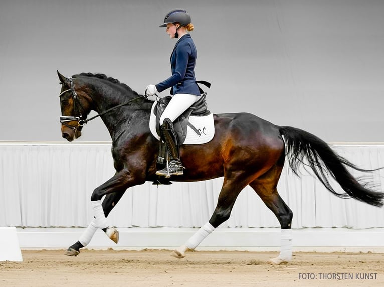 Hanovrien Hongre 4 Ans 162 cm Bai in Verden