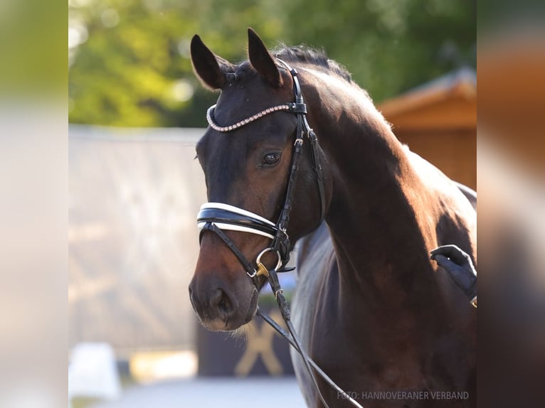 Hanovrien Hongre 4 Ans 162 cm Bai in Verden