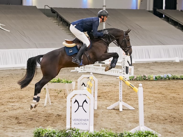Hanovrien Hongre 4 Ans 162 cm Bai in Verden