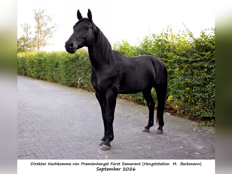 Hanovrien Croisé Hongre 4 Ans 162 cm Noir in Bawinkel