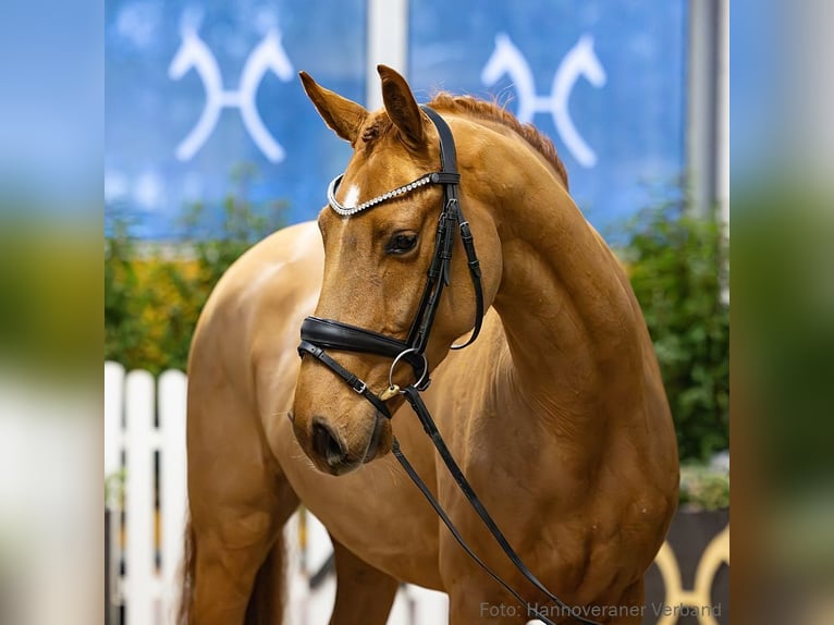 Hanovrien Hongre 4 Ans 163 cm Alezan brûlé in Verden