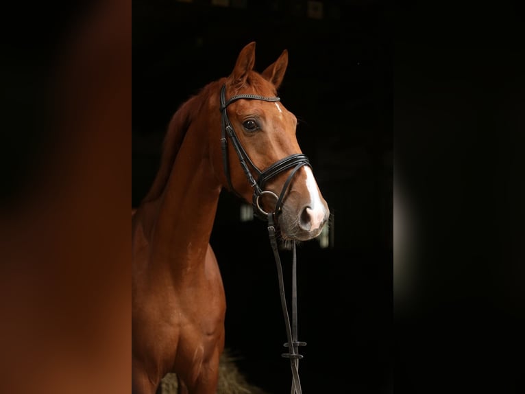 Hanovrien Hongre 4 Ans 163 cm Alezan in Landesbergen