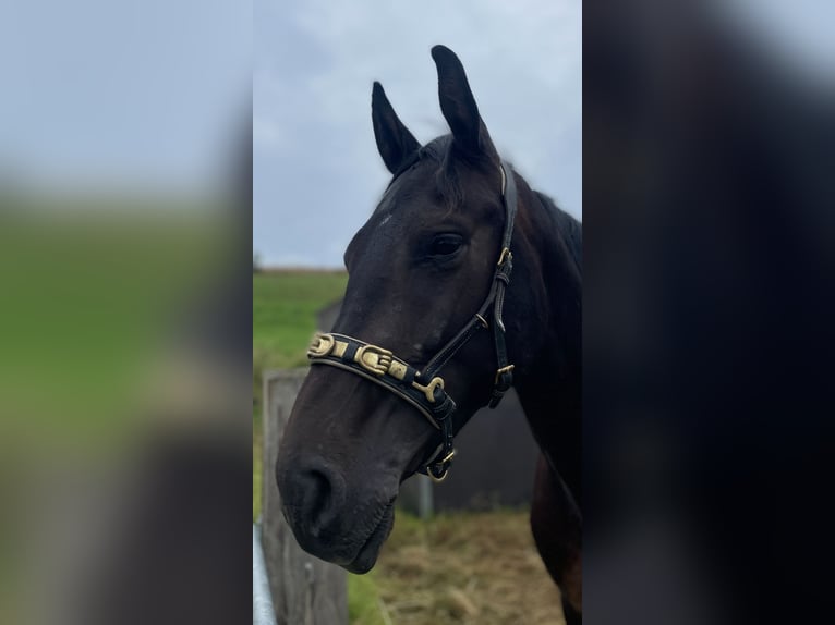 Hanovrien Hongre 4 Ans 163 cm Bai brun foncé in Ronshausen