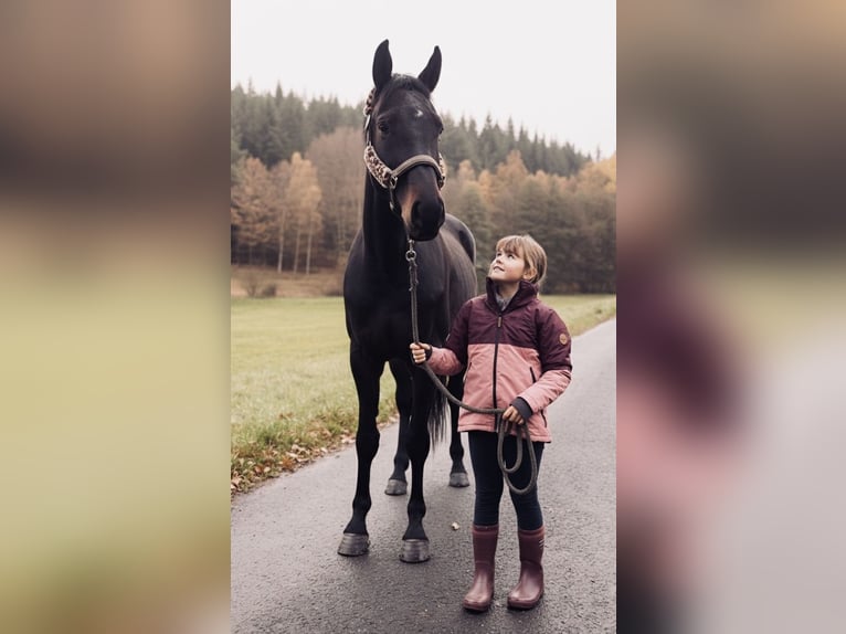 Hanovrien Hongre 4 Ans 163 cm Bai brun foncé in Ronshausen