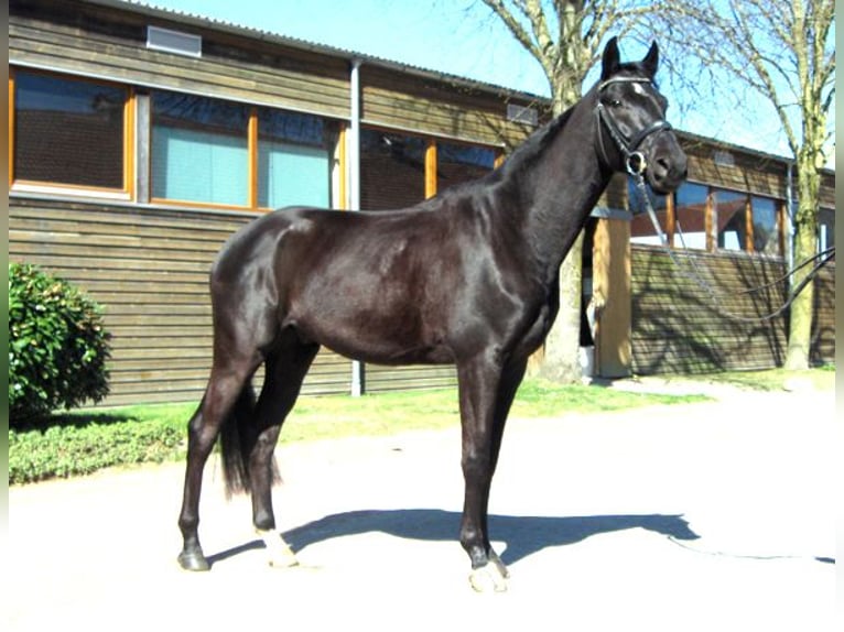 Hanovrien Hongre 4 Ans 163 cm Noir in Ankum