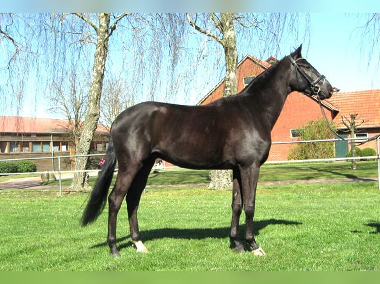 Hanovrien Hongre 4 Ans 163 cm Noir in Ankum