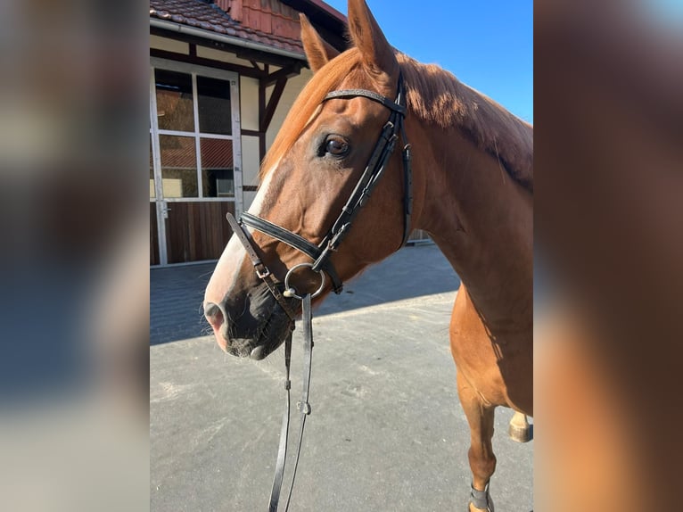 Hanovrien Hongre 4 Ans 164 cm Alezan in EinbeckEinbeck