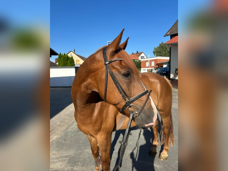 Hanovrien Hongre 4 Ans 164 cm Alezan in EinbeckEinbeck