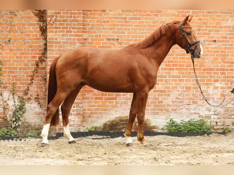 Hanovrien Hongre 4 Ans 164 cm Alezan in Landesbergen