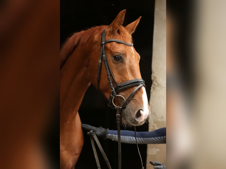 Hanovrien Hongre 4 Ans 164 cm Alezan in Landesbergen