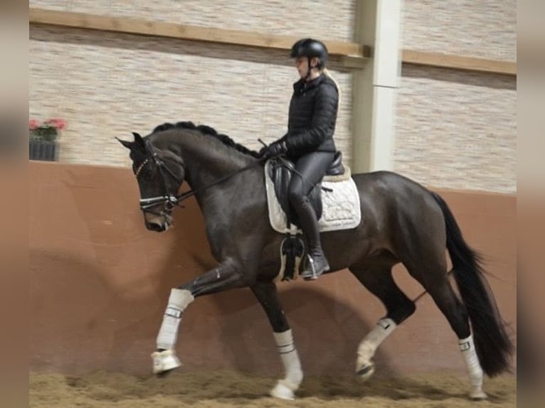 Hanovrien Hongre 4 Ans 164 cm Bai brun foncé in Wehringen