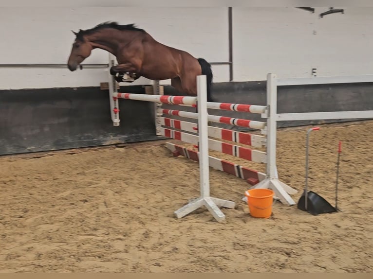 Hanovrien Hongre 4 Ans 164 cm Bai in Geestland
