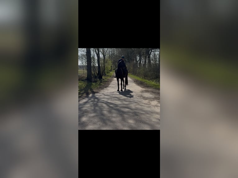 Hanovrien Hongre 4 Ans 164 cm Bai in Nutteln