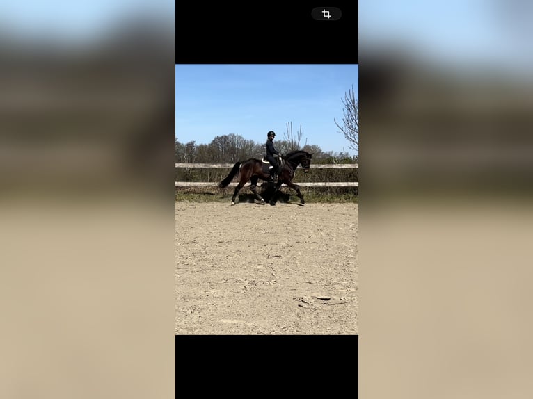 Hanovrien Hongre 4 Ans 164 cm Bai in Nutteln