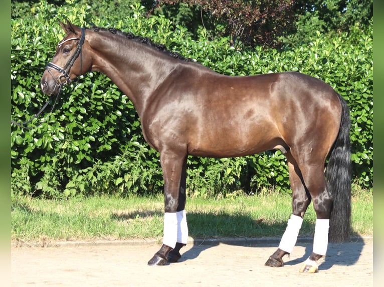 Hanovrien Hongre 4 Ans 164 cm Bai in Selsingen