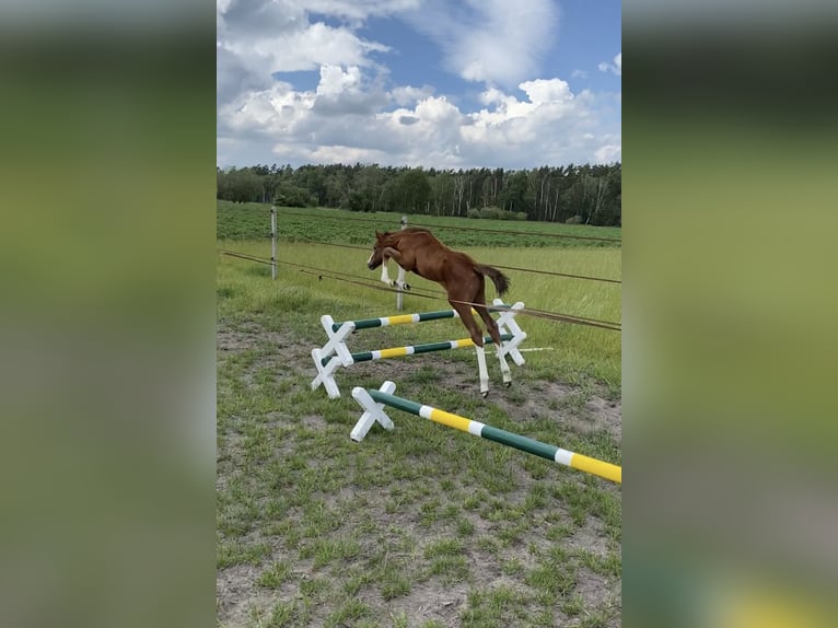 Hanovrien Hongre 4 Ans 164 cm Gris pommelé in Neetze