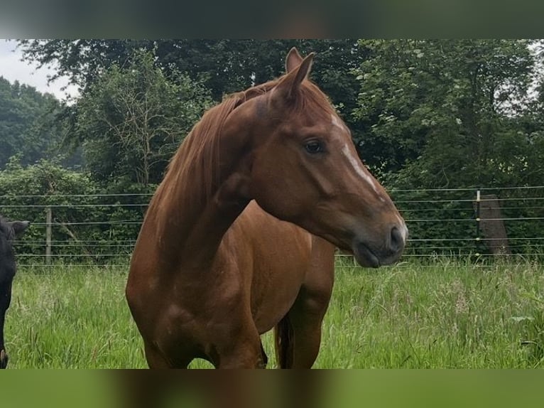 Hanovrien Hongre 4 Ans 165 cm Alezan in Quedlinburg