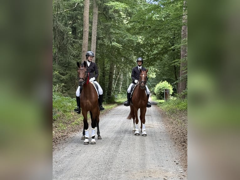 Hanovrien Hongre 4 Ans 165 cm Alezan in Tiddische