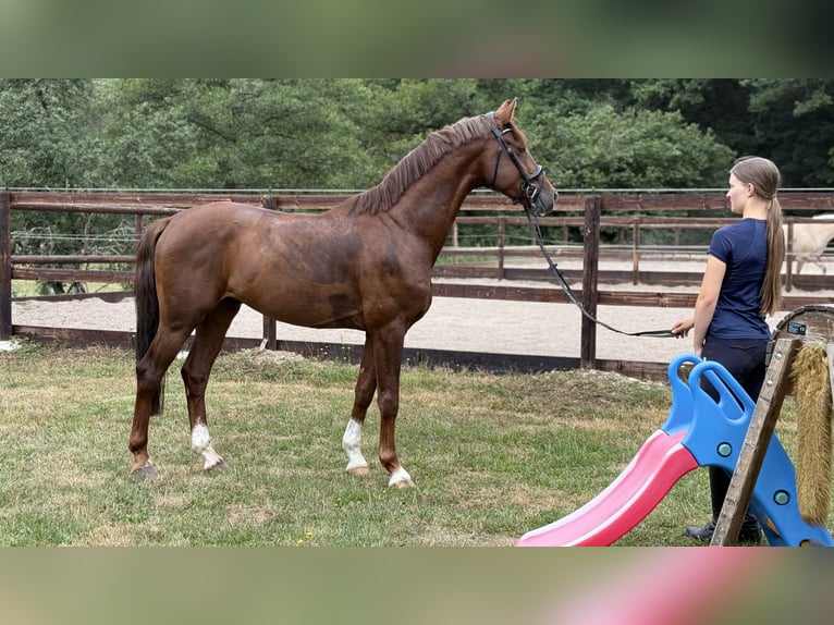Hanovrien Hongre 4 Ans 165 cm Alezan in Schenklengsfeld