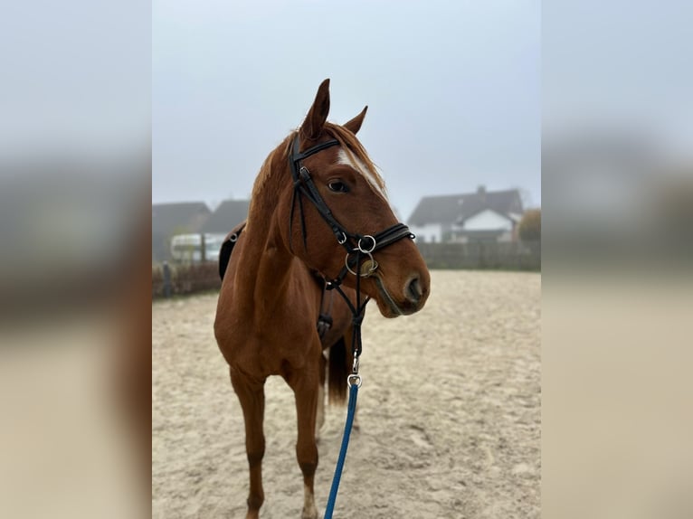 Hanovrien Hongre 4 Ans 165 cm Alezan in Bad Lauterberg im Harz