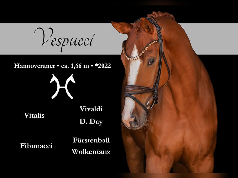 Hanovrien Hongre 4 Ans 165 cm Alezan in Wehringen