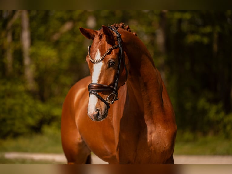 Hanovrien Hongre 4 Ans 165 cm Alezan in Wehringen