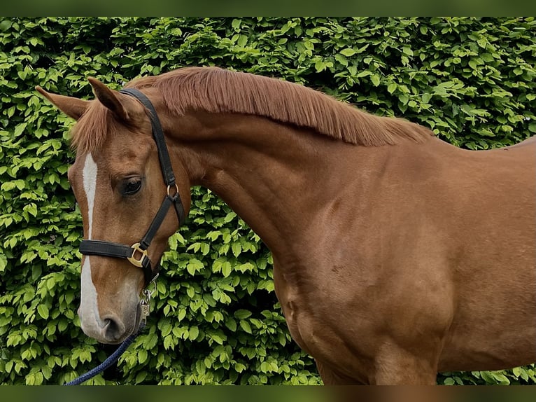 Hanovrien Hongre 4 Ans 165 cm Alezan in Trebel