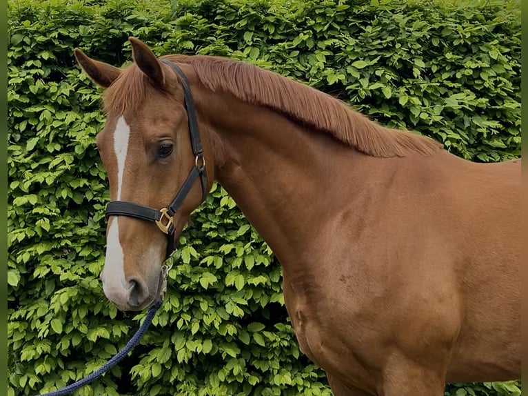 Hanovrien Hongre 4 Ans 165 cm Alezan in Trebel